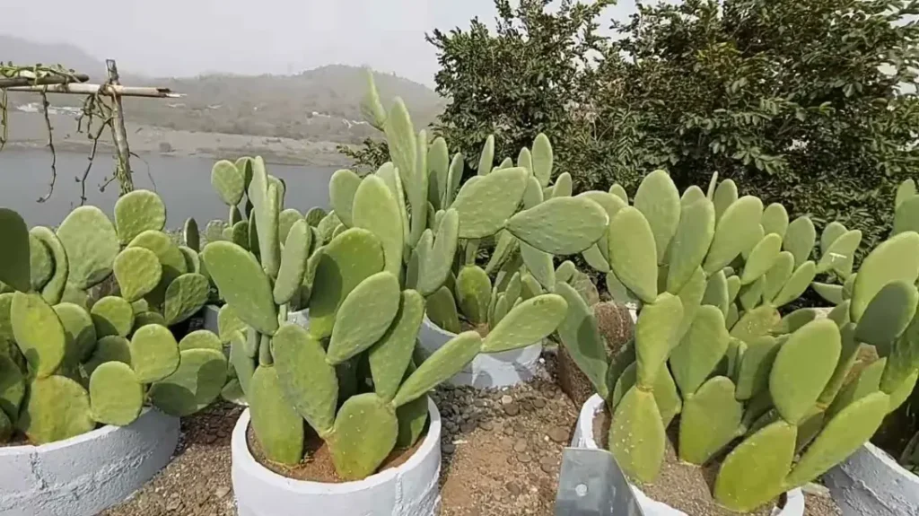 cactus garden statue of unity