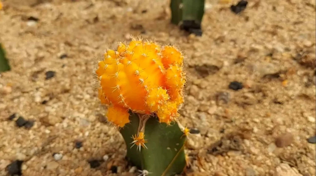 cactus garden